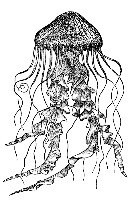 Realistic jellyfish drawing
