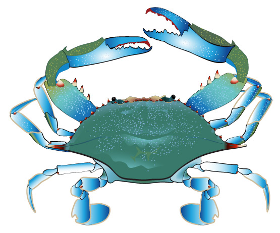 Blue Crab Clip Art