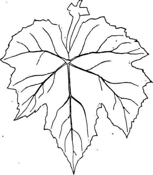 Grape Leave Drawing - ClipArt Best