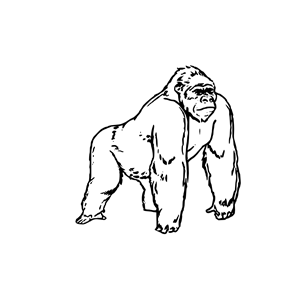Ape clipart black and white