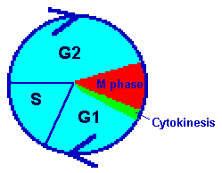 Cell Cycle Diagram - ClipArt Best
