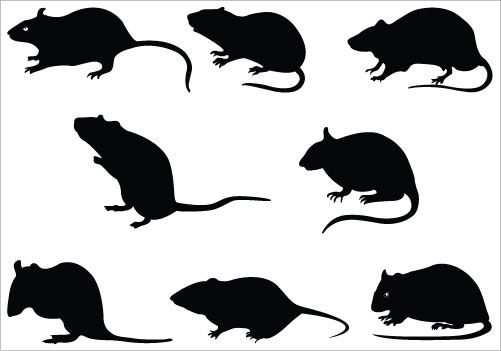 Rat Silhouette | Free Download Clip Art | Free Clip Art | on ...