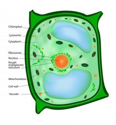 Animal Cell Diagram Labeled For Kids - ClipArt Best