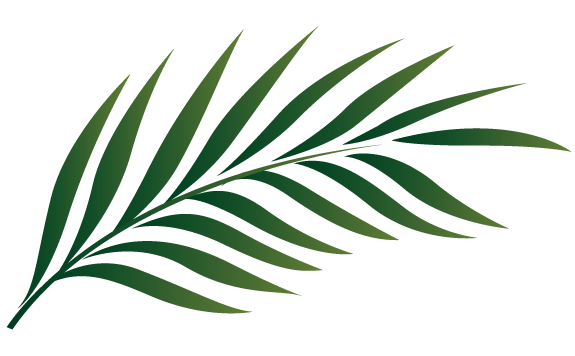 clip art palm tree leaf - photo #11