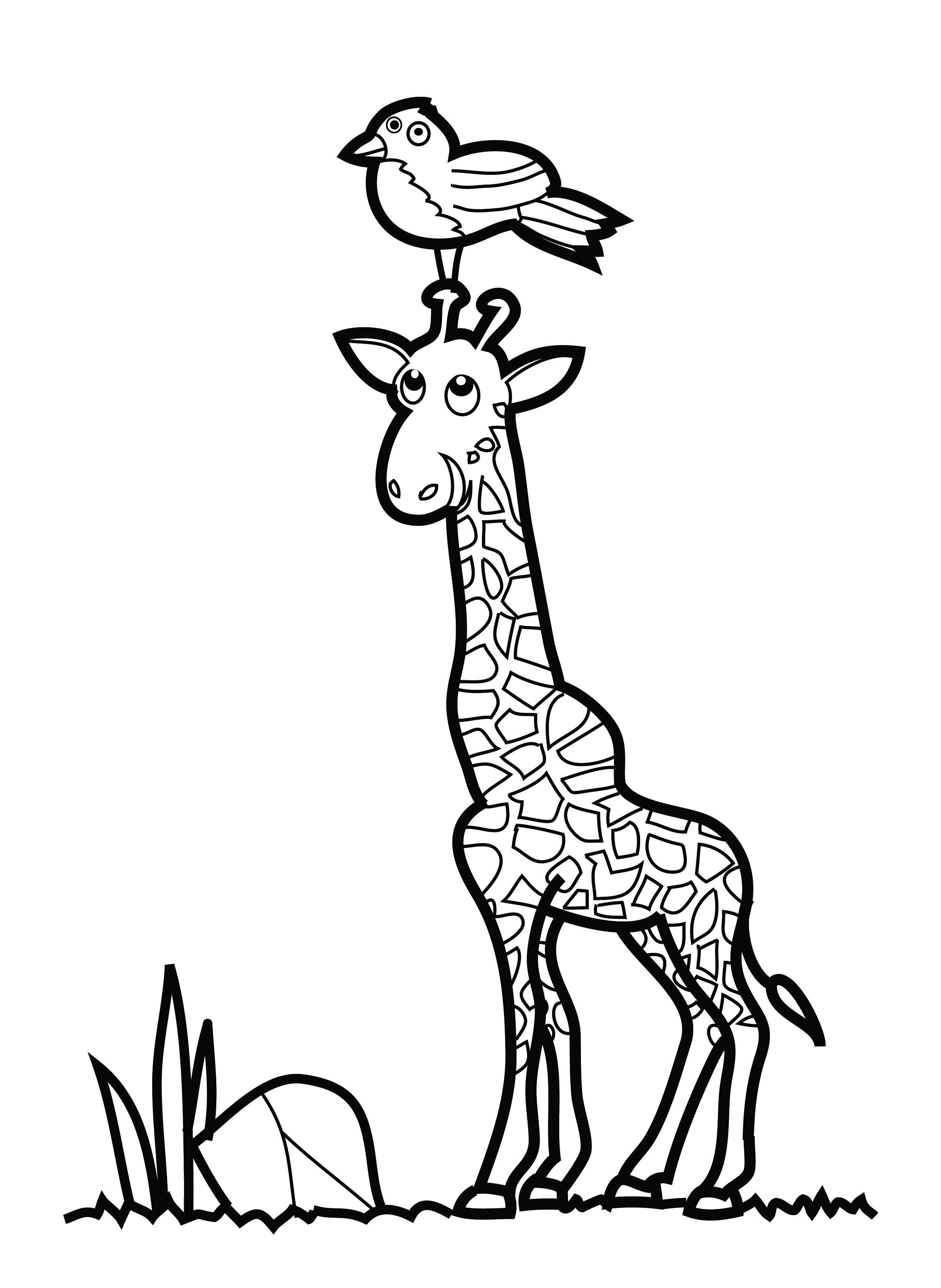 Baby Giraffe Drawing ClipArt Best