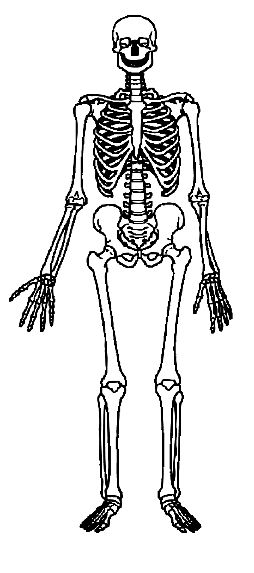 clipart human skeleton outline - photo #10