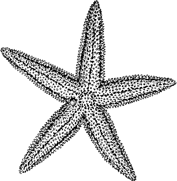 Free Starfish Clipart, 1 page of Public Domain Clip Art
