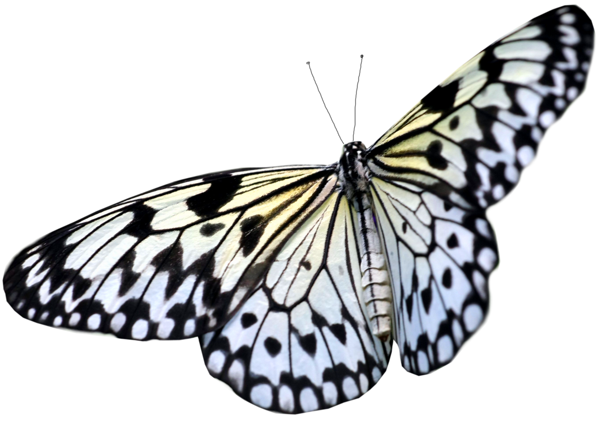 Large White PNG Transparent Butterfly Clipart