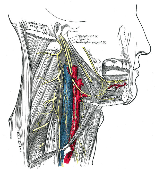 Male Internal Organs Diagram - ClipArt Best