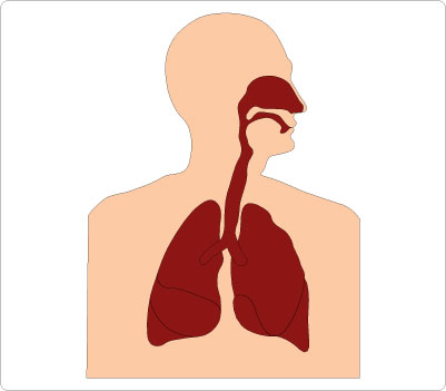 Respiratory System Clipart
