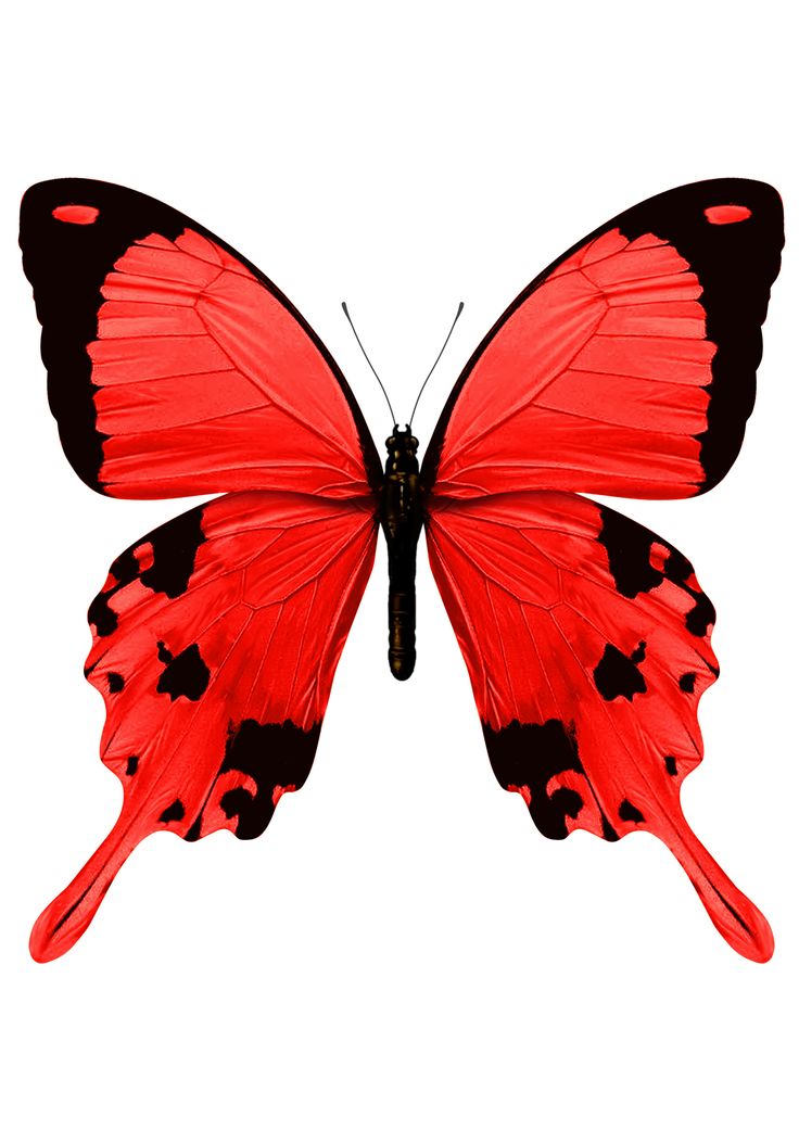 Red Butterfly | Butterflies ...