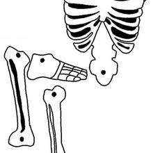 Skeleton activities, crafts and bone chilling coloring pages for ...