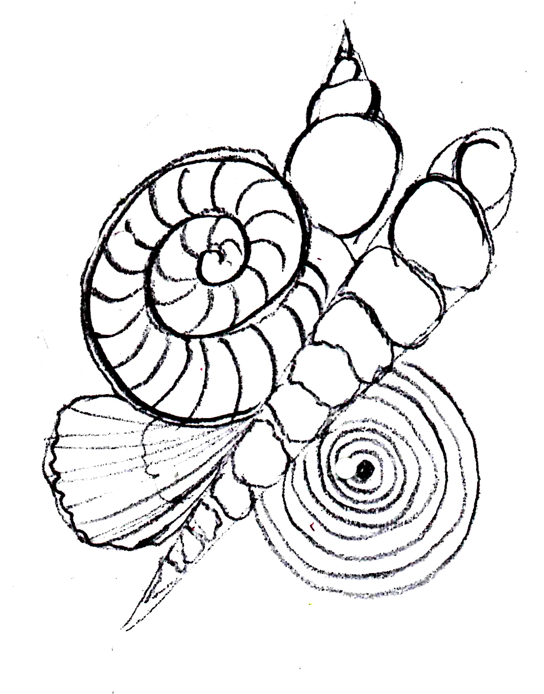 Best Photos of Sea Shell Drawing - Cartoon Sea Shell Drawings, How ...