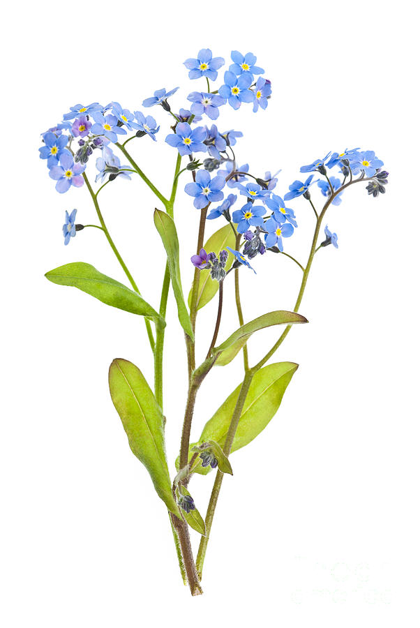 free clip art forget me not flower - photo #19