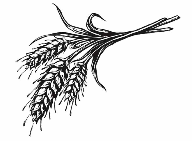 Free Wheat Vector | Free Download Clip Art | Free Clip Art | on ...