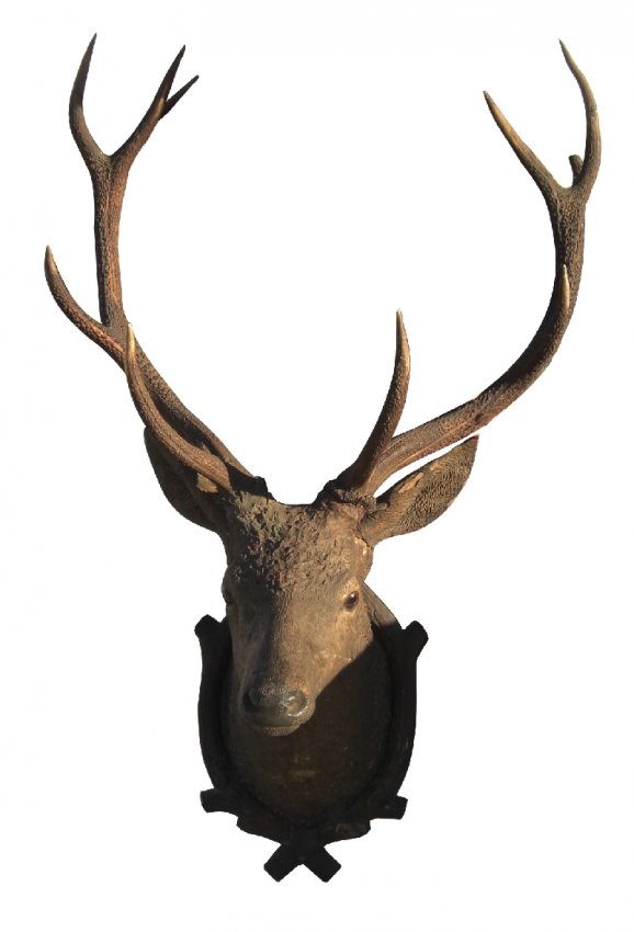 75: Carved black forest deer head with glass eyes & : Lot 75