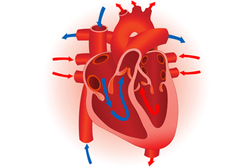 Human Heart Unlabeled - ClipArt Best