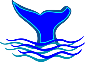 blue-whale-fin-md.png