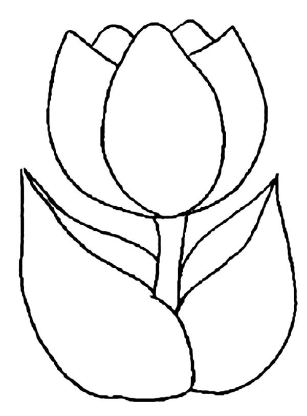 Simple Drawing of Peony Tulip Coloring Page Kids Play Color inside ...
