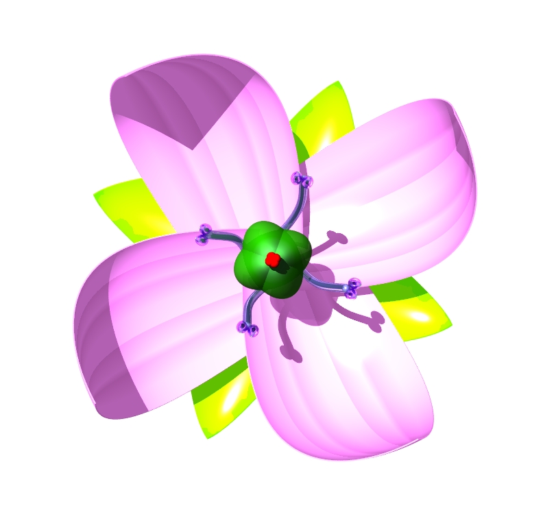 Unlabeled Flower Diagram - ClipArt Best