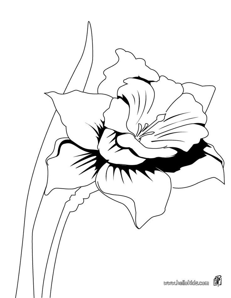 Daffodil Coloring Pages - AZ Coloring Pages