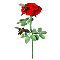 3D Bee and Rose animation. Free bee animated gifs - ClipArt Best - ClipArt  Best