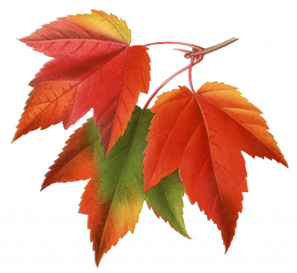 autumn-leaves-graphics-clipart-best