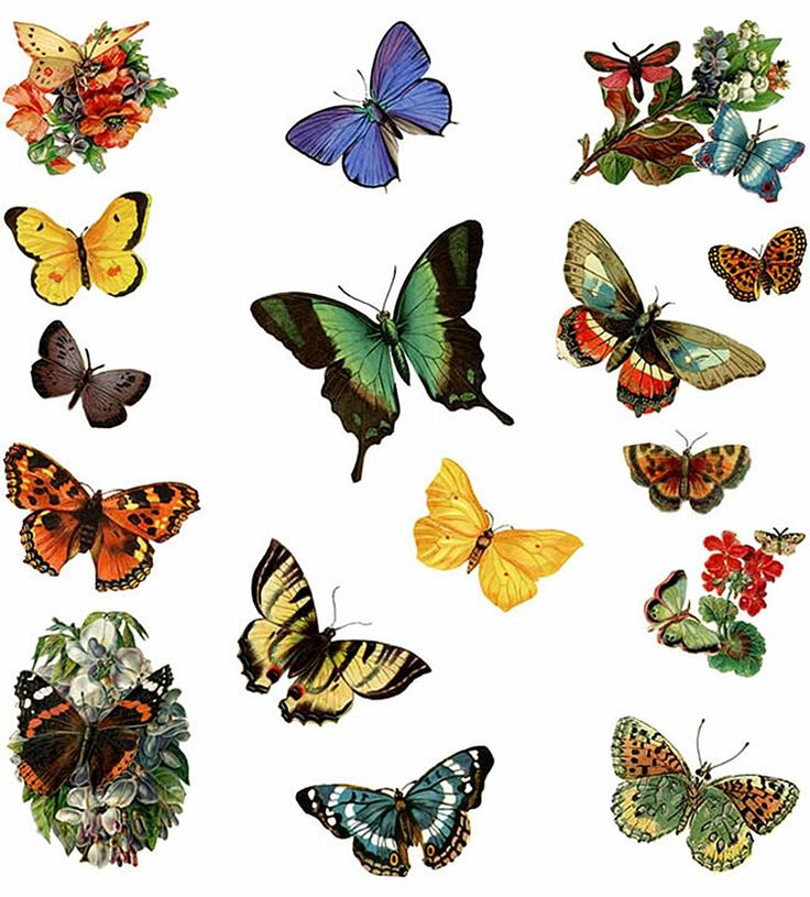 1000+ images about Reference Images: Butterfly