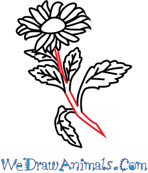 How to Draw an Aster Flower