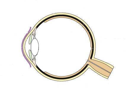 Diagram Of The Eye With Labels - ClipArt Best
