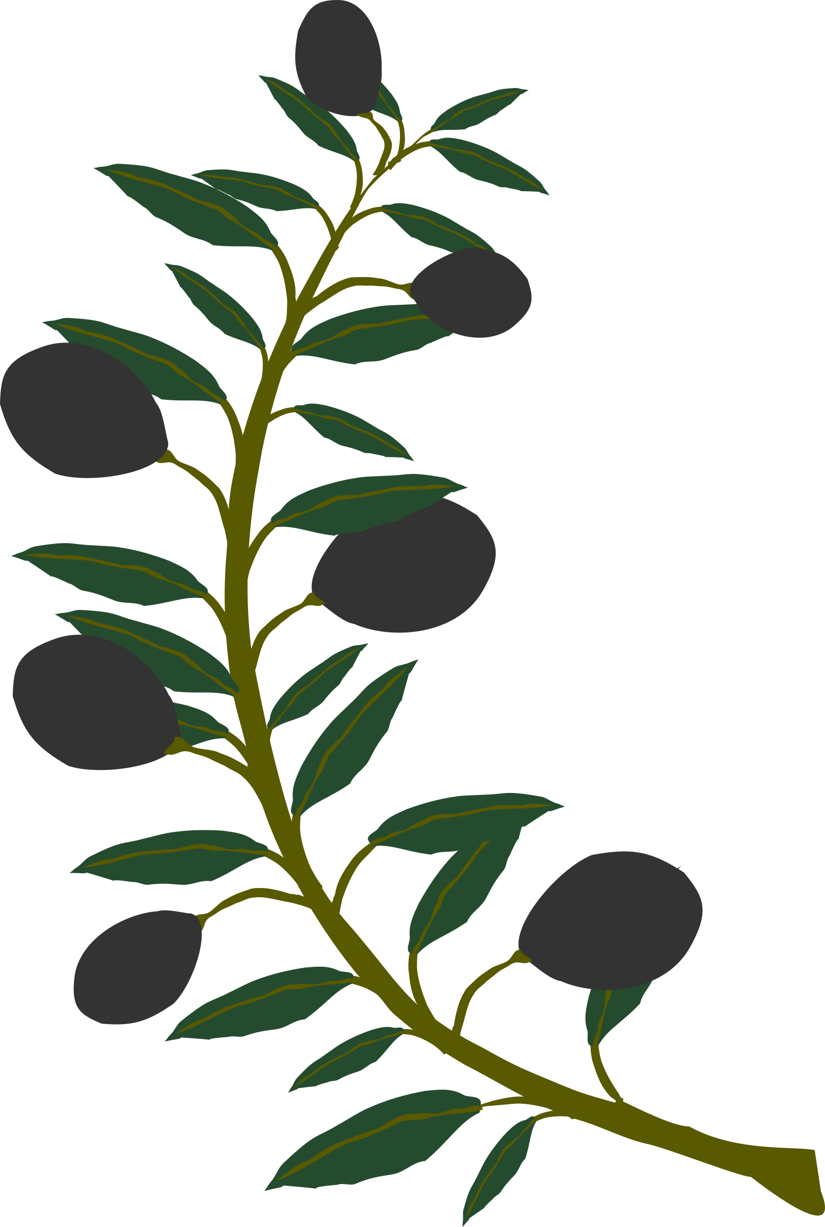 Clipart - Olive branch black olive