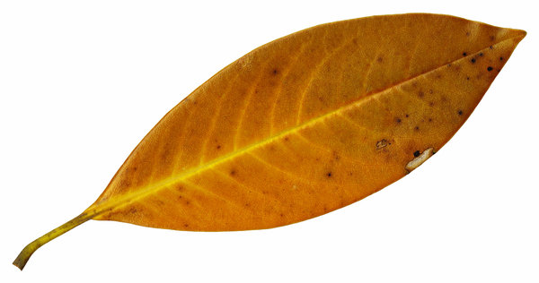 Single Leaves Pictures - ClipArt Best
