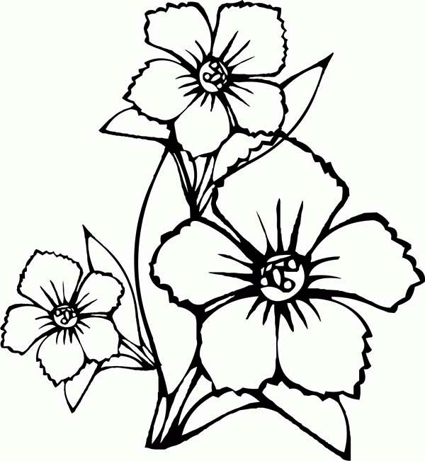 Flowers That You Can Draw | Mewarnai