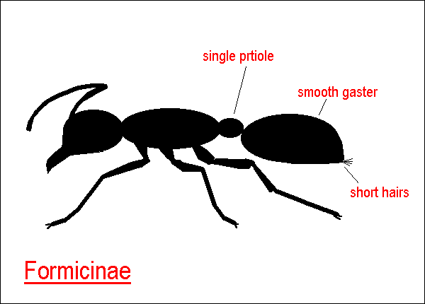 Red Fire Ants Diagram