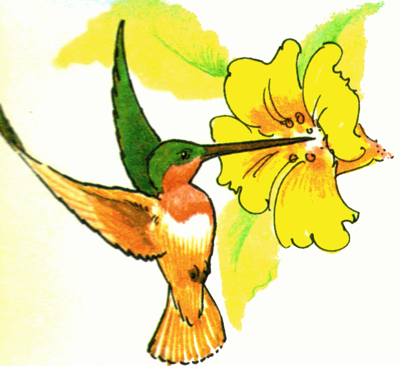 Hummingbird Clip Art - Tumundografico