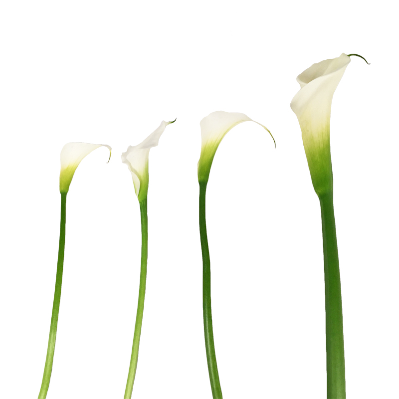 Mini Calla Lilies vs Regular Calla Lilies What is the difference