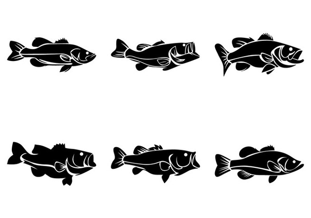 Free Bass Fish Vector Free Vector Download 367729 | CannyPic