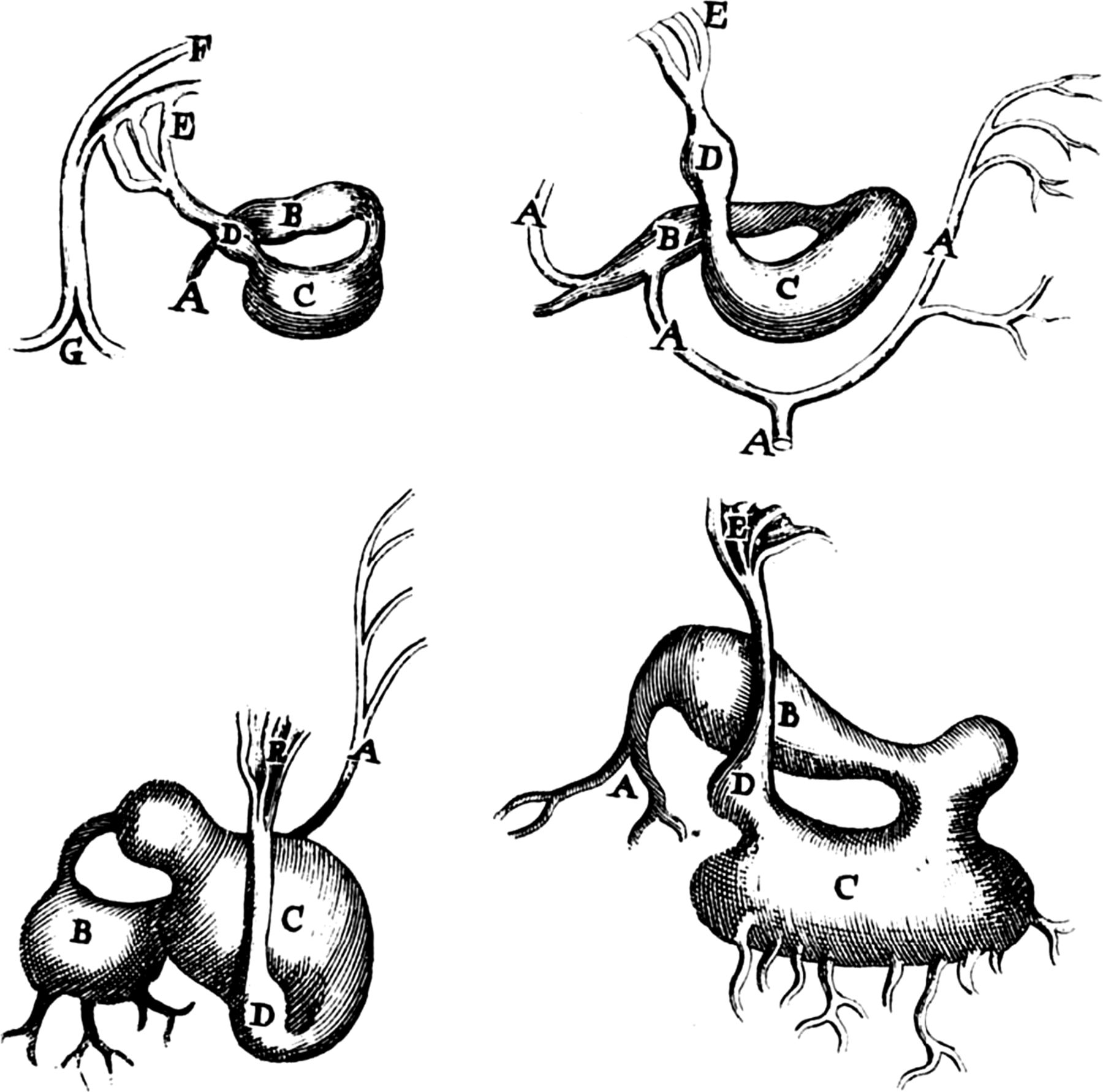 Marcello Malpighi and the discovery of the pulmonary capillaries