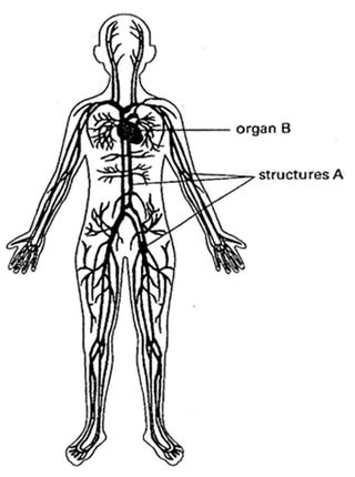 Respiratory System Blank Diagram - ClipArt Best