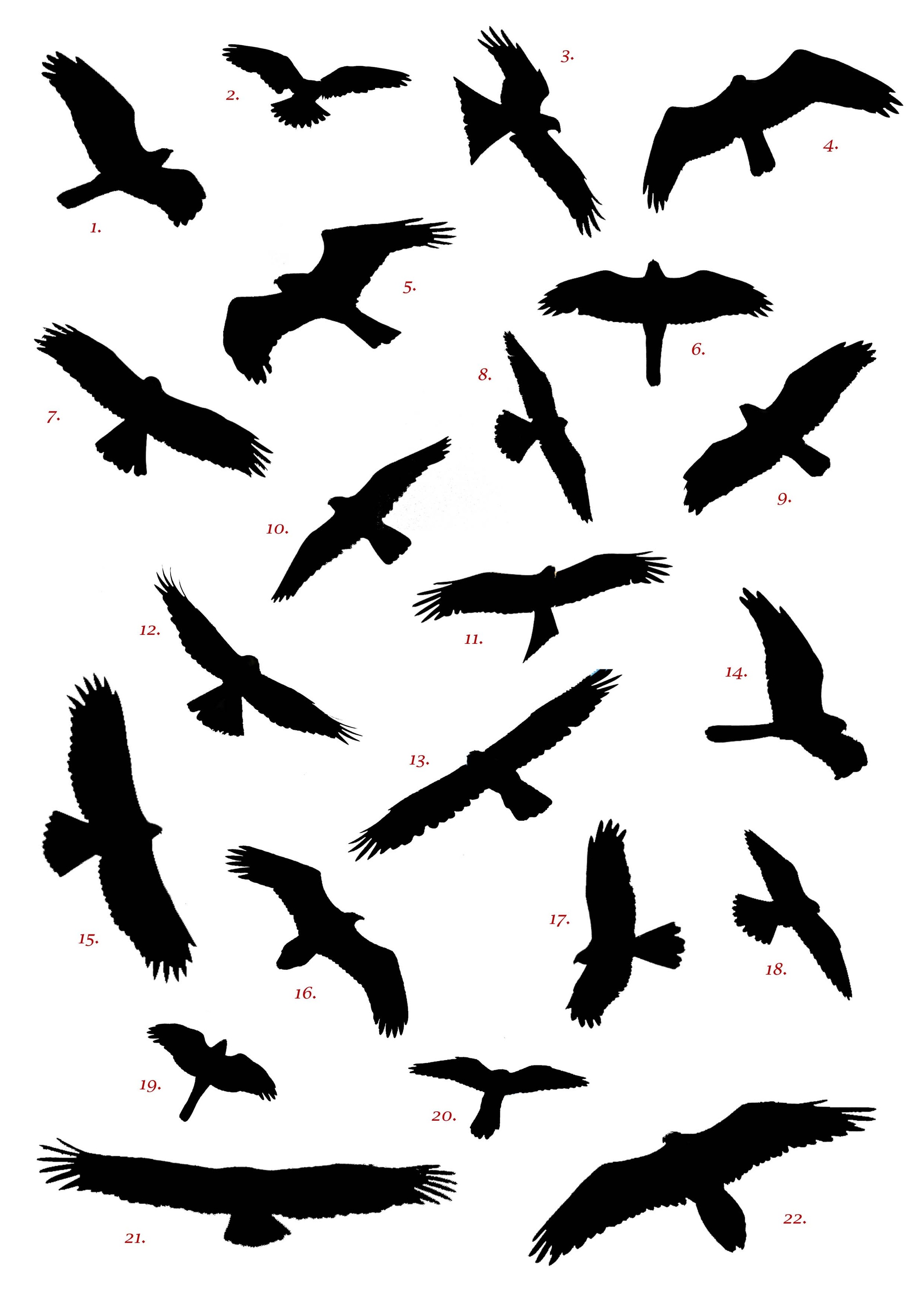 Birds Flying Silhouette Tattoo Clipart - Free to use Clip Art Resource