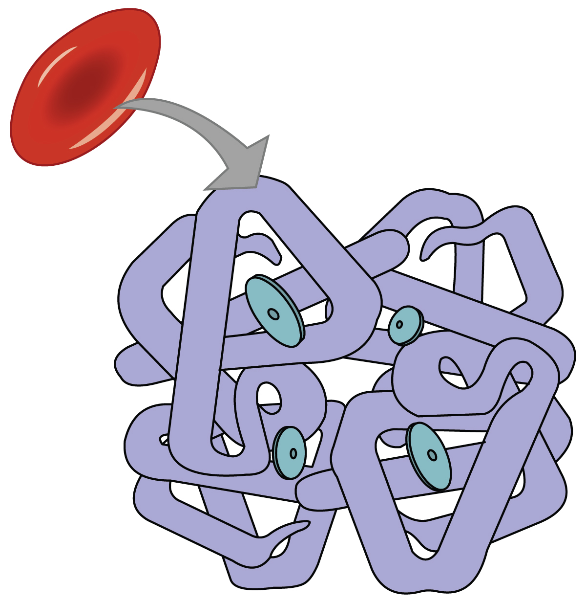 Red Blood Cell Diagram - ClipArt Best