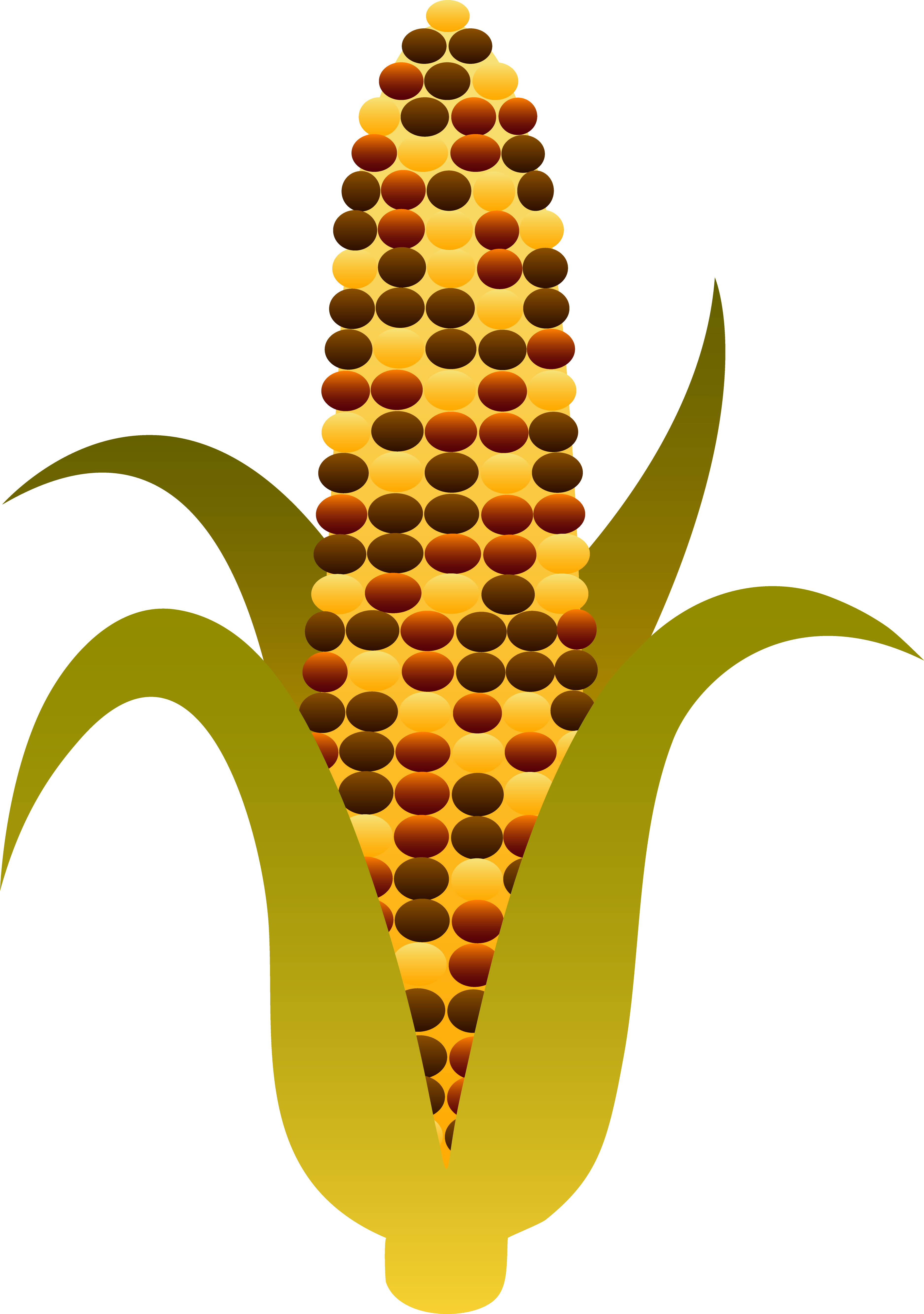 Indian Corn Clipart | Free Download Clip Art | Free Clip Art | on ...