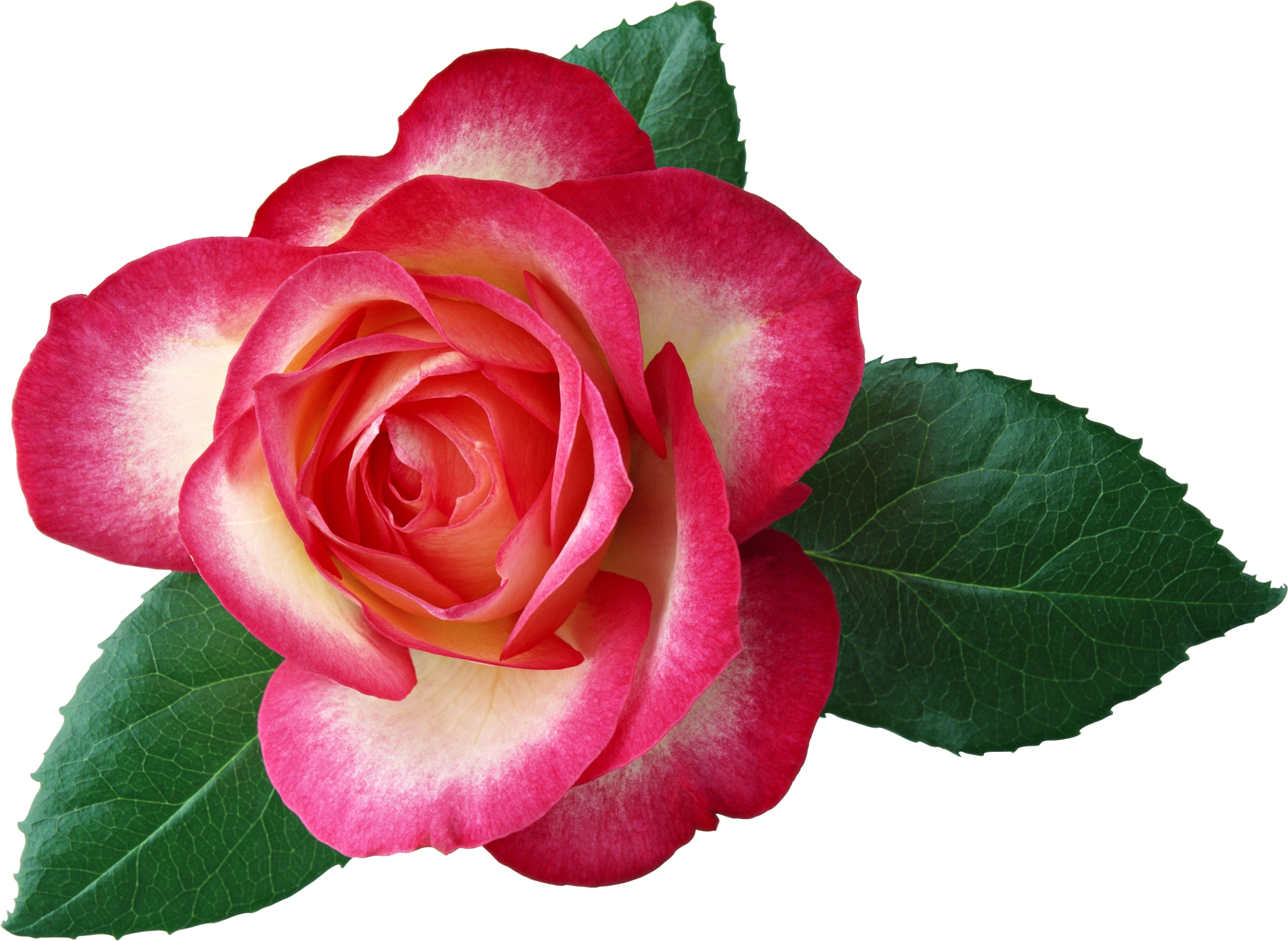 Free rose clip art