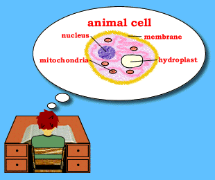 Animal Cell Model Diagram Project Parts Structure Labeled Coloring ...