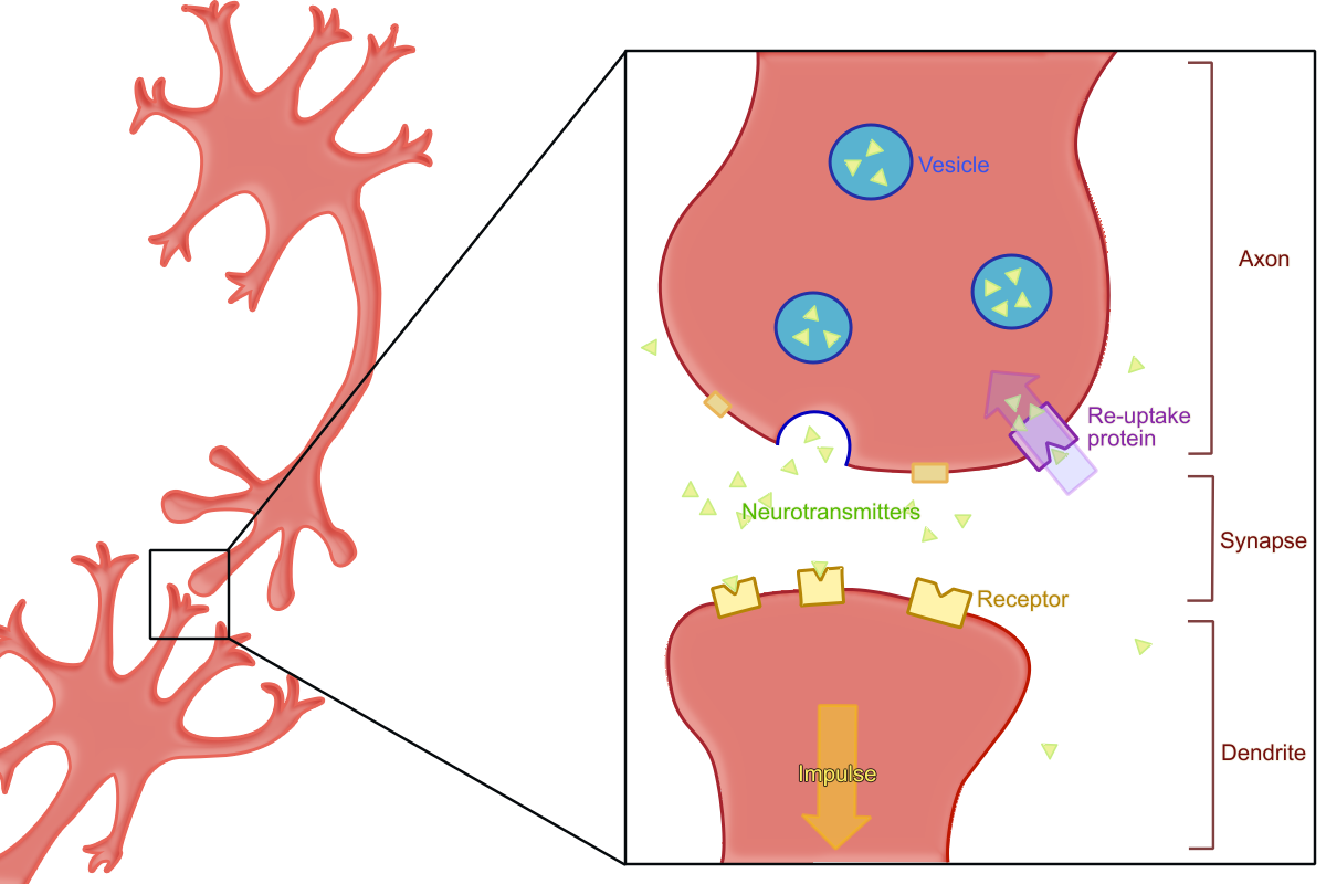 Neuron Picture Labeled - ClipArt Best