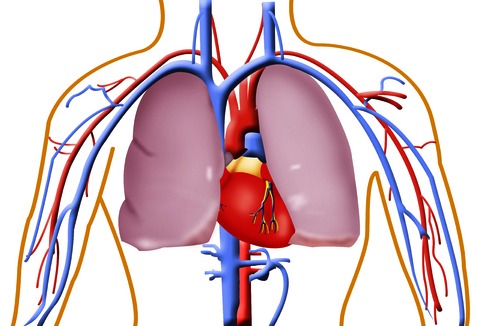 Circulatory System Diagram Human Anatomy Body Blank Heart ...
