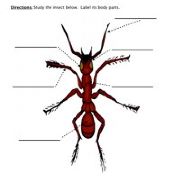 Ant Diagram Worksheet & 1000 Images About Teaching Science On ...
