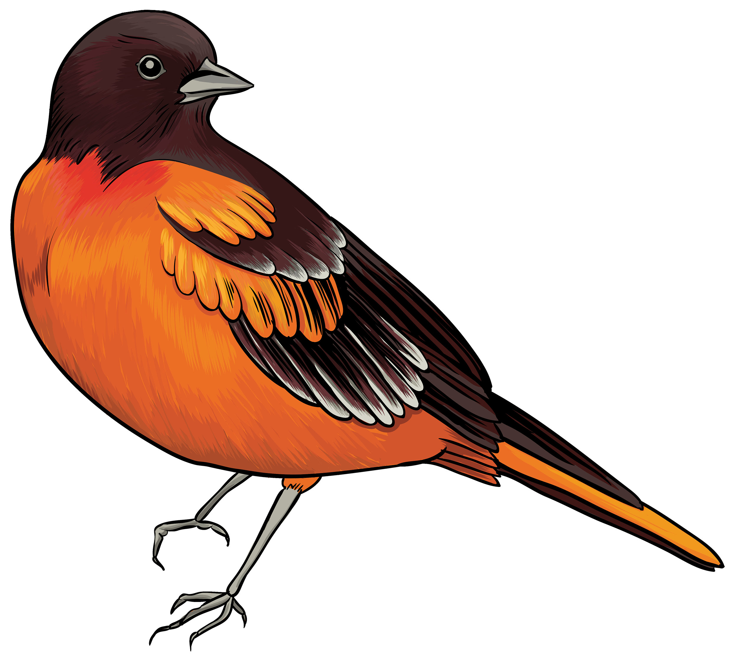 Bird png clipart