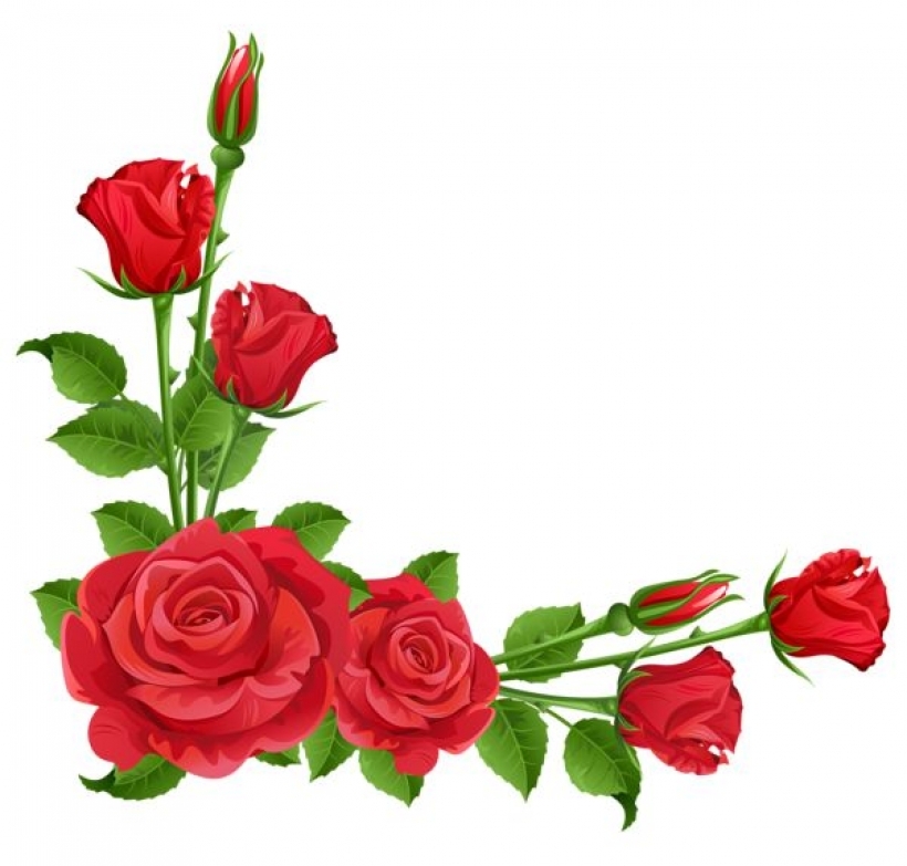 red roses transparent png clipart flower borders amp corners