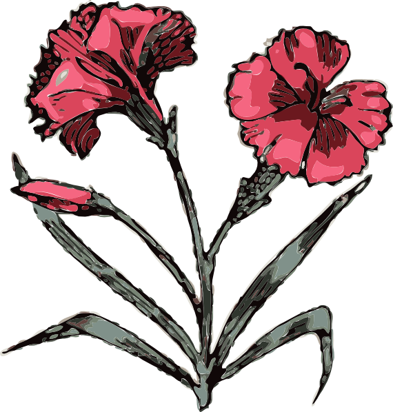 Carnation Flower clip art Free Vector / 4Vector
